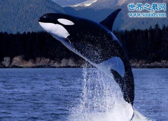 世界上最大的海豚科动物，逆戟鲸(攻击大白鲨海上霸主)(www.gifqq.com)