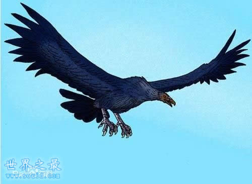 世界上最大的鹰，菲律宾食猿雕(翼展8米/重70公斤)(www.gifqq.com)