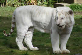 世界上最白的老虎，纯白虎(超可爱的老虎)