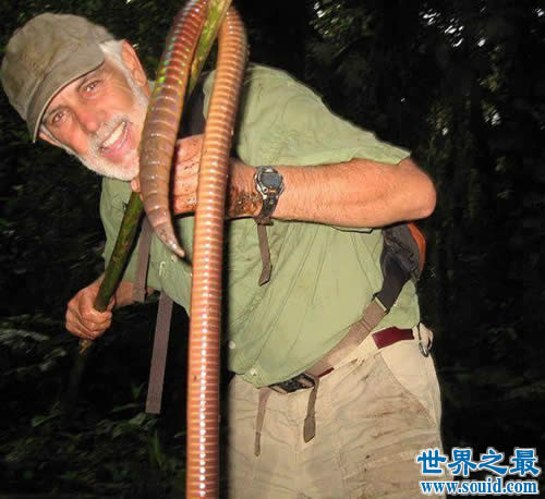 世界上最大的蚯蚓，澳大利亚巨型蚯蚓长达3米(图)(www.gifqq.com)