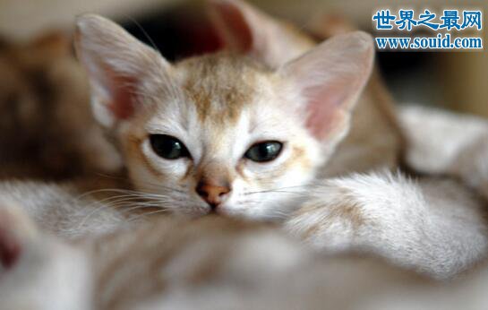 世界上最小的猫，新加坡猫(平均体重2公斤左右)(www.gifqq.com)