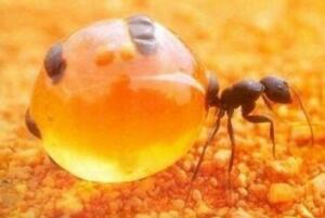 世界上最好吃的蚂蚁，被捉来当零食生吃