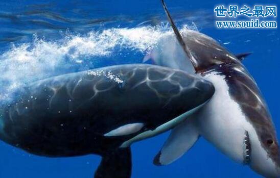 世界上最恐怖海洋动物，杀人鲸(一口吞吃人类的怪物)(www.gifqq.com)