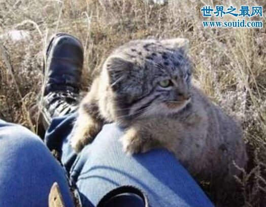世界上最凶猛的猫科动物，兔狲(和藏獒有的一拼)(www.gifqq.com)