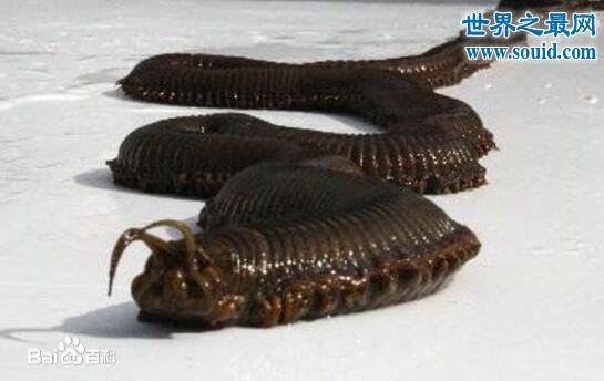 世界上最恶心的生物，蛀船虫(长着数千根刺毛)(www.gifqq.com)