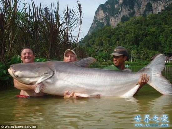 世界上最大的淡水鱼，1吨多重的巨型黄貂鱼(组图)(www.gifqq.com)