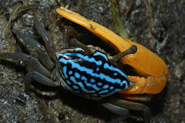 世界上最会变色的螃蟹，招潮蟹(一天变色8次)