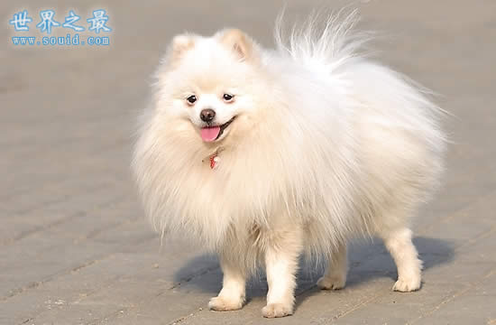 世界上最萌的最可爱的狗排名，萌翻了(组图)(www.gifqq.com)
