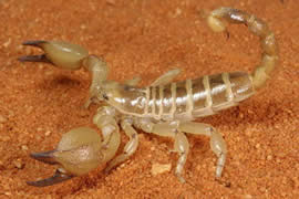 世界上最毒的蝎子，巴勒斯坦毒蝎(瞬间让人致命)