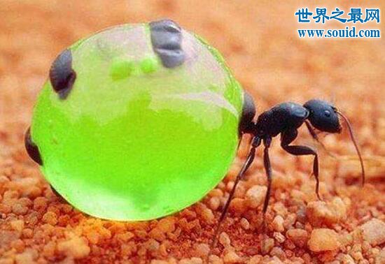 世界上最好吃的蚂蚁，被捉来当零食生吃(www.gifqq.com)