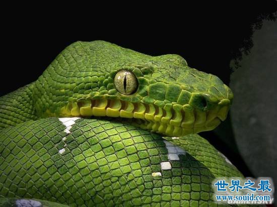 世界上最美的十种毒蛇，毒液腺布满全身却最美颜(www.gifqq.com)