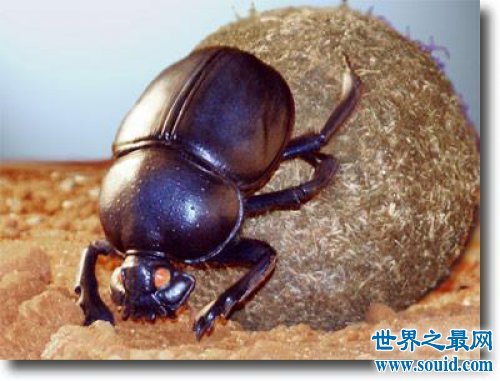 世界上最恶心的昆虫，屎壳郎是公认的第一(专吃大便)(www.gifqq.com)