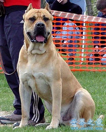 世界上最贵的狗排名，中国纯红藏獒高达1000万(www.gifqq.com)