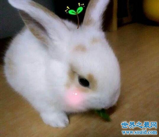 世界上最可爱的兔子，公主兔(萌宠界的新女王)(www.gifqq.com)