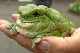 世界上最可爱的青蛙，老爷树蛙(肥胖又可爱)