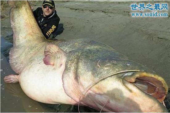 世界最大的鲶鱼种类，湄公河鲶鱼(586斤巨鲶)(www.gifqq.com)