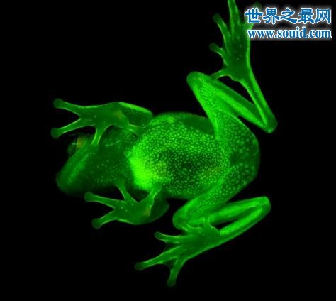 世界上第一种荧光蛙，散发蓝绿色荧光的圆点树蛙(www.gifqq.com)