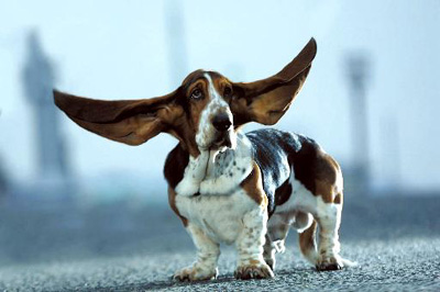 世界上最大的狗耳朵(www.gifqq.com)