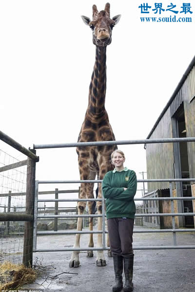世界上最大最高的长颈鹿，高达6米(太高致还是光棍)(www.gifqq.com)