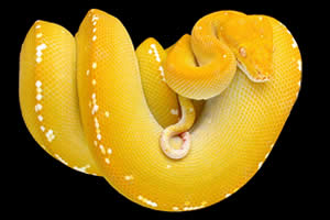 世界上最美的十种毒蛇，毒液腺布满全身却最美颜