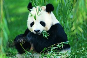 中国稀有动物有哪些，国宝大熊猫第一(白鳍豚已灭绝)
