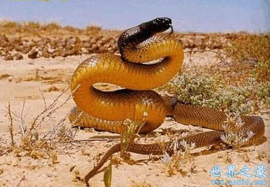 世界上最毒的蛇排名，内陆太攀蛇一口咬死100个人(www.gifqq.com)