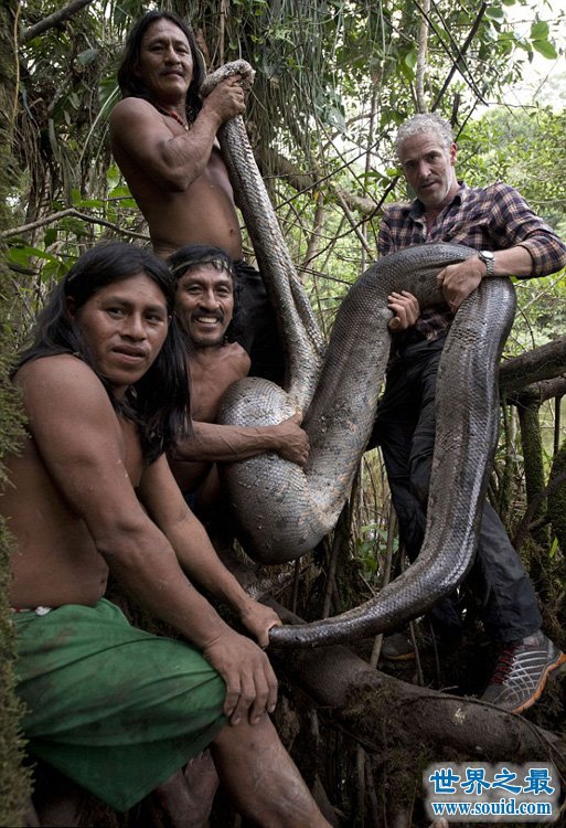 BBC和土著抓住了世界最长蟒蛇，是一种食人大蟒蛇(www.gifqq.com)