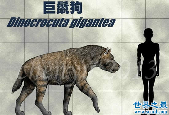 世界史上最庞大的狗，巨鬣狗(长2.5米/重600斤)(www.gifqq.com)