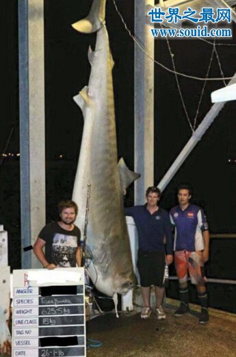 世界上最大的虎鲨，澳大利亚虎鲨(重达1251斤)(www.gifqq.com)