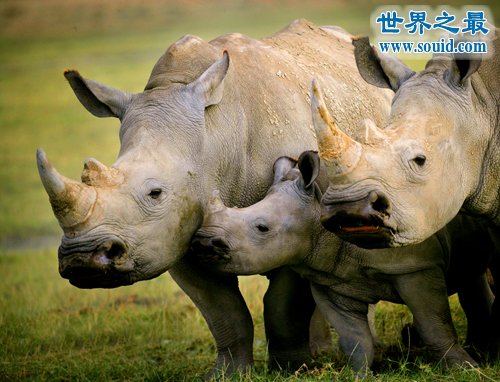 世界上最罕见的犀牛，爪哇犀牛(中国的1922年灭绝)(www.gifqq.com)