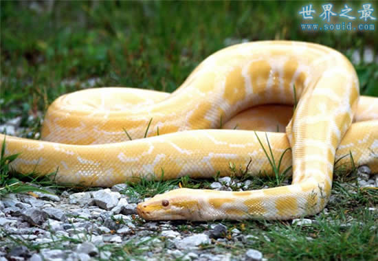蛇的寿命？世界上年龄最大的蛇(1867年)(www.gifqq.com)