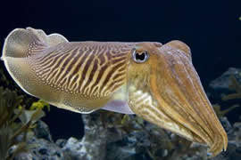 世界上最罕见的10个动物，海妖真的存在(图)