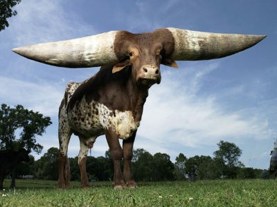 世界上最大的牛(www.gifqq.com)