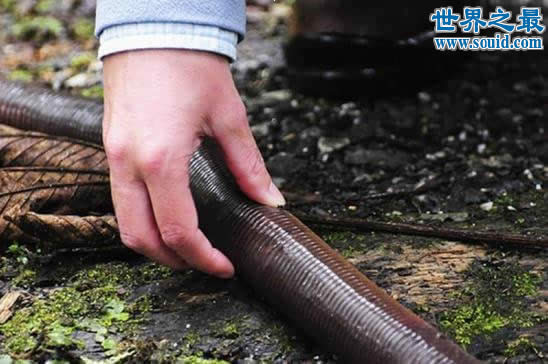 世界上最大的蚯蚓，澳大利亚巨型蚯蚓长达3米(图)(www.gifqq.com)