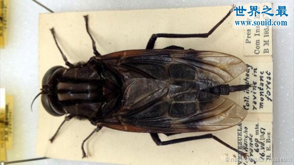 世界上最大的苍蝇，长达0.23米的大蚊(www.gifqq.com)
