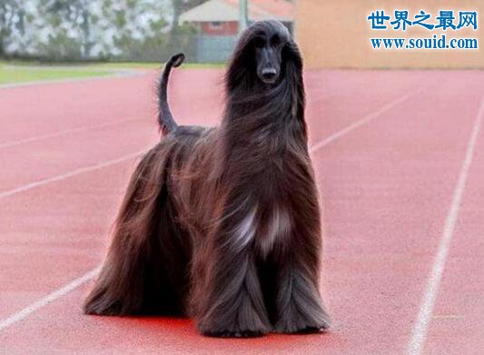 世界上最漂亮的狗，一身光泽的毛发(高贵如女王)(www.gifqq.com)