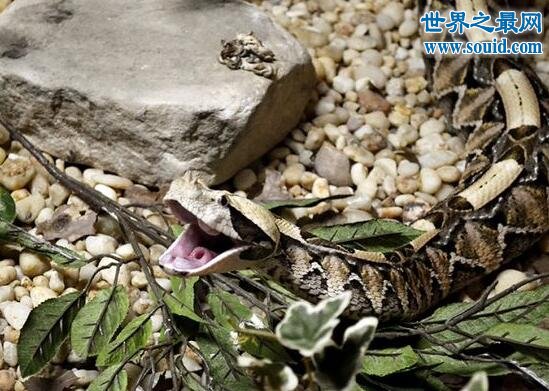 毒牙最长的蛇，加蓬蝰蛇(眼镜王蛇pk加蓬蝰蛇谁厉害)(www.gifqq.com)