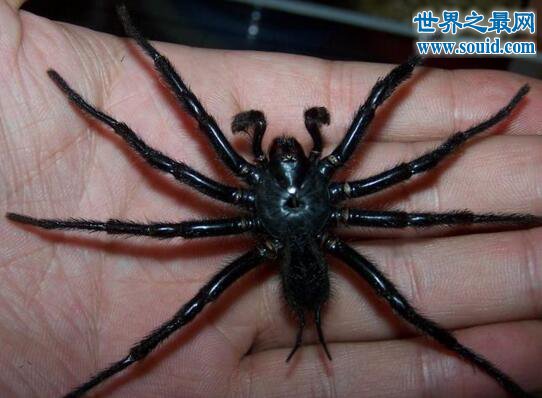 台湾体型最大的蜘蛛，上户蜘蛛(长20cm/有剧毒)(www.gifqq.com)