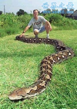 蛇的寿命？世界上年龄最大的蛇(1867年)(www.gifqq.com)