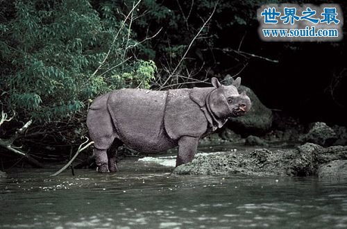 世界上最罕见的犀牛，爪哇犀牛(中国的1922年灭绝)(www.gifqq.com)