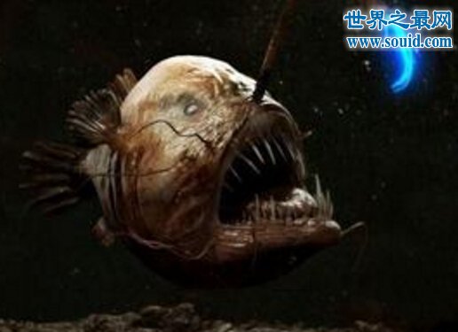 世界上最丑的鱼，鮟鱇鱼(怪异的雌雄交配)(www.gifqq.com)