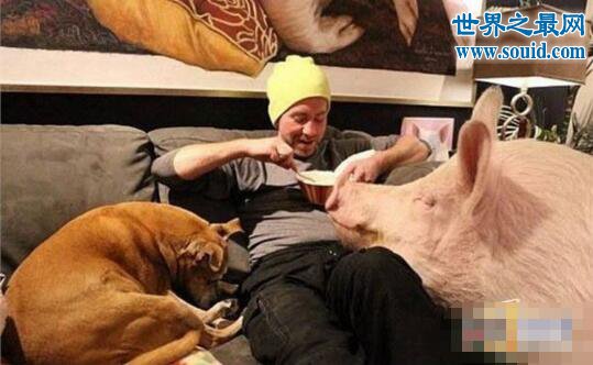 世界上最幸福的猪，当宝贝供着住客厅吃美食(www.gifqq.com)