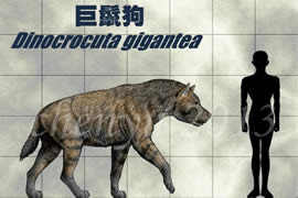 世界史上最庞大的狗，巨鬣狗(长2.5米/重600斤)