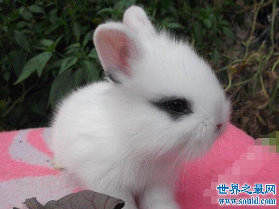 世界上最可爱的兔子，公主兔(萌宠界的新女王)(www.gifqq.com)