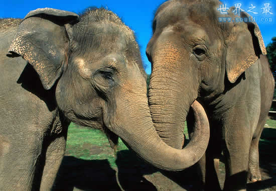 世界上鼻子最长的动物，亚洲象(最长达1.86米)(www.gifqq.com)