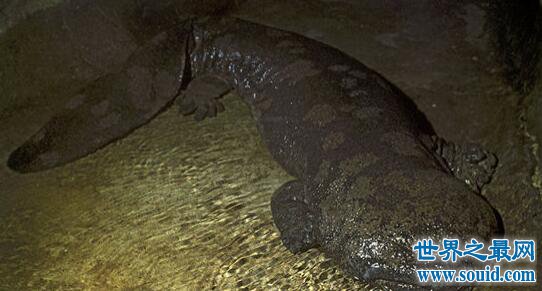世界上年龄体型最大的蝾螈，200岁(身长1.4米)(www.gifqq.com)