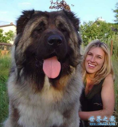 世界上最大的狗排名，可以当马骑(图)(www.gifqq.com)