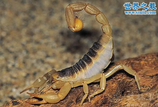 世界上最毒的蝎子，巴勒斯坦毒蝎(瞬间让人致命)(www.gifqq.com)