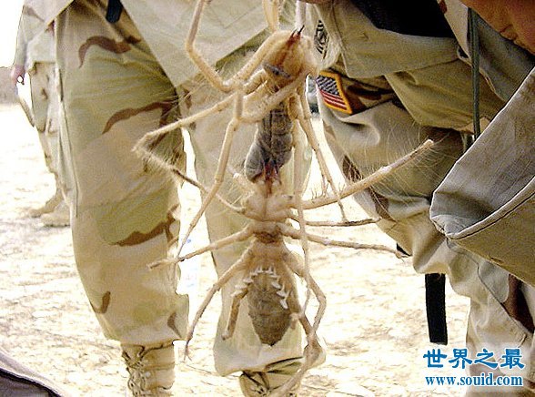 世界上最大的昆虫，盘点12个超巨型大虫子(图)(www.gifqq.com)