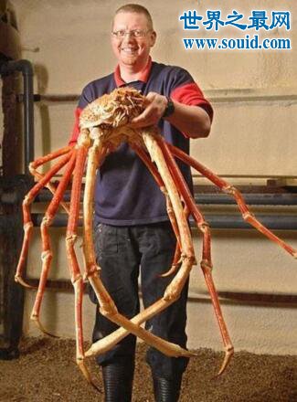 世界上体型最大的螃蟹，长达4米的日本蜘蛛蟹(www.gifqq.com)